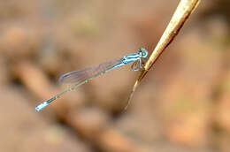 Image of Xiphiagrion cyanomelas Selys 1876