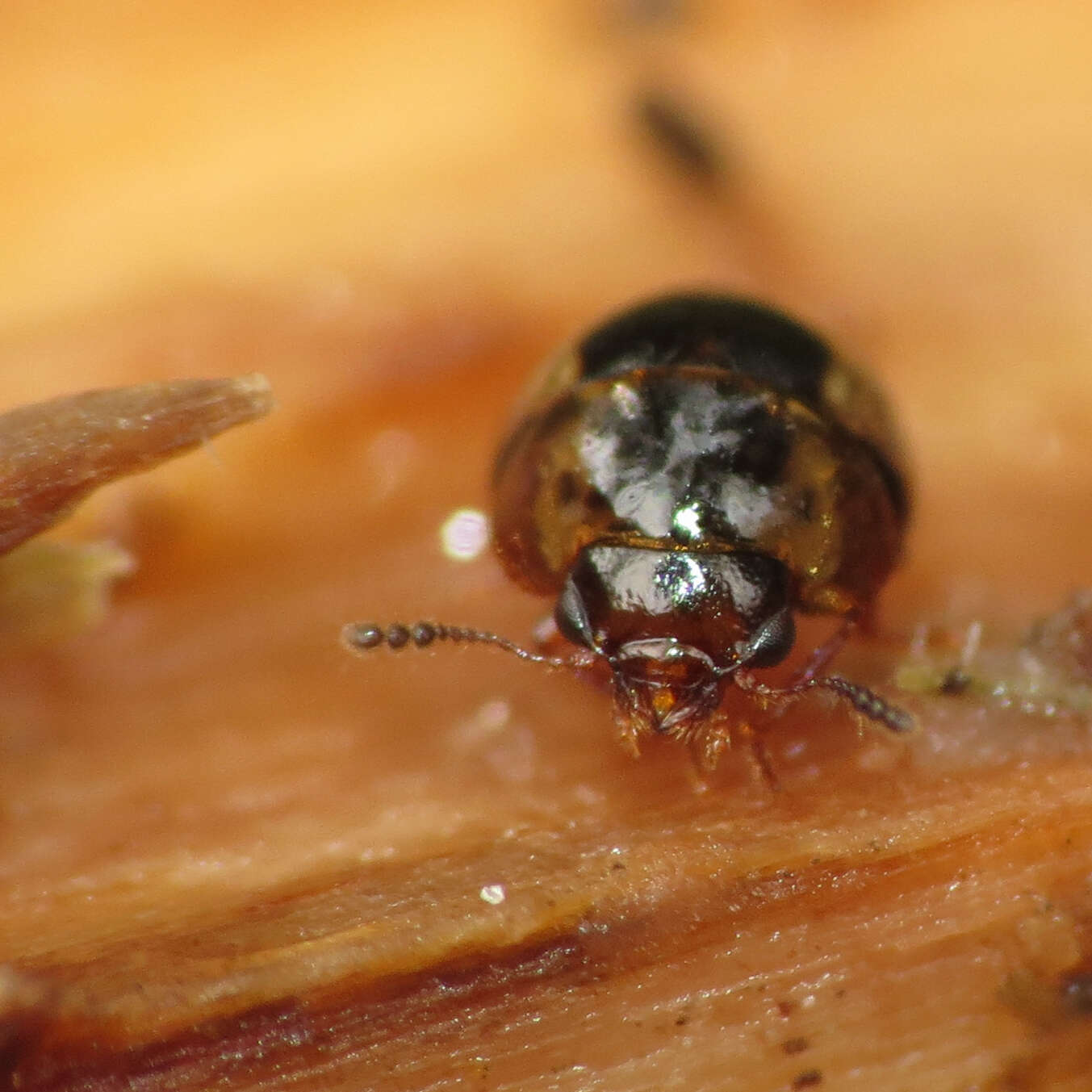 Image of Agathidium (Pulchrum) maculosum Brown & W. J. 1928