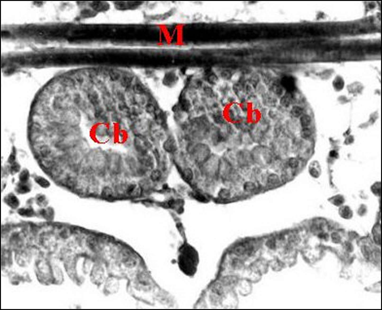 Image of Diguetia canities (McCook 1890)