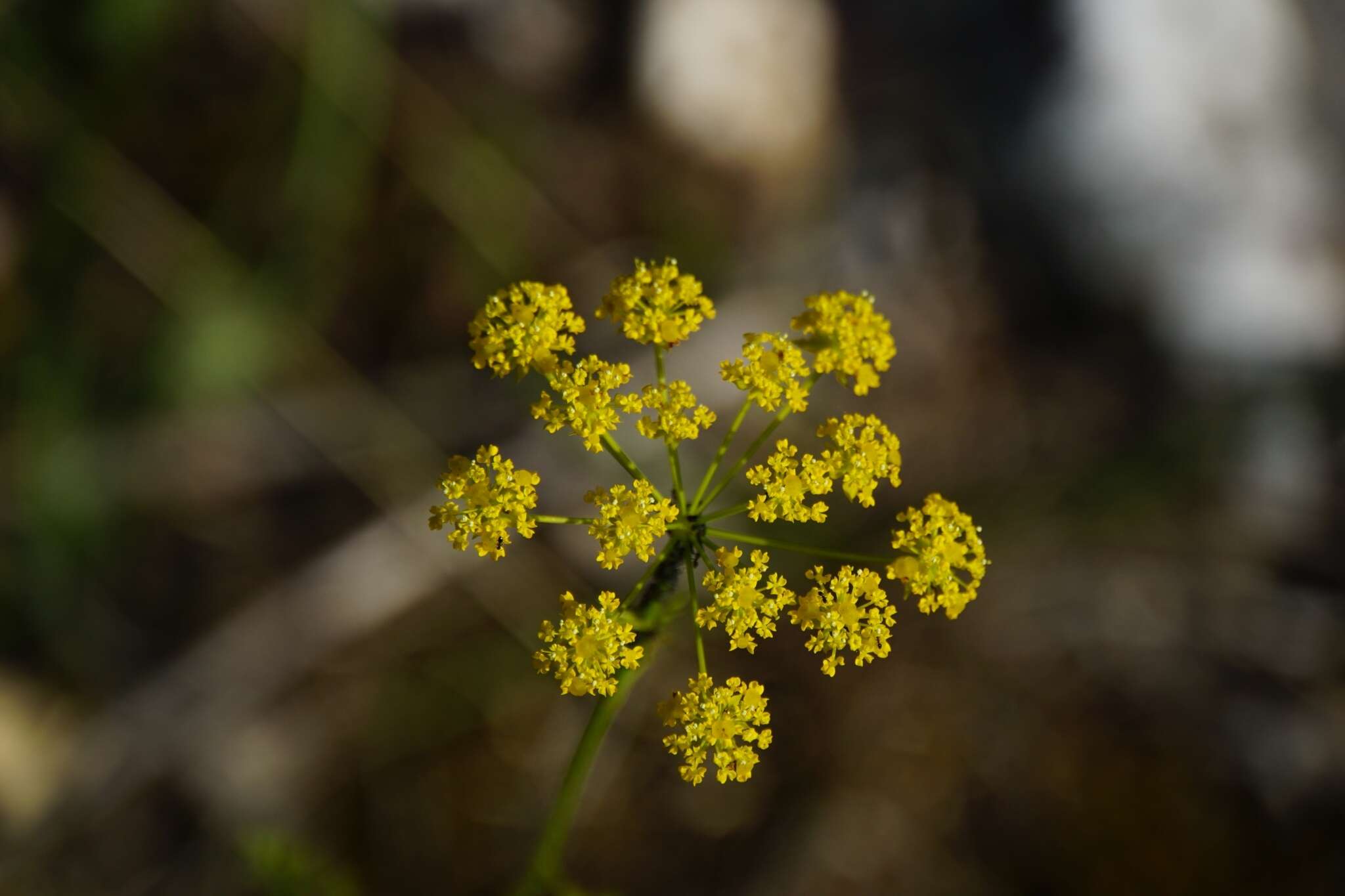 صورة Chaerophyllum coloratum L.