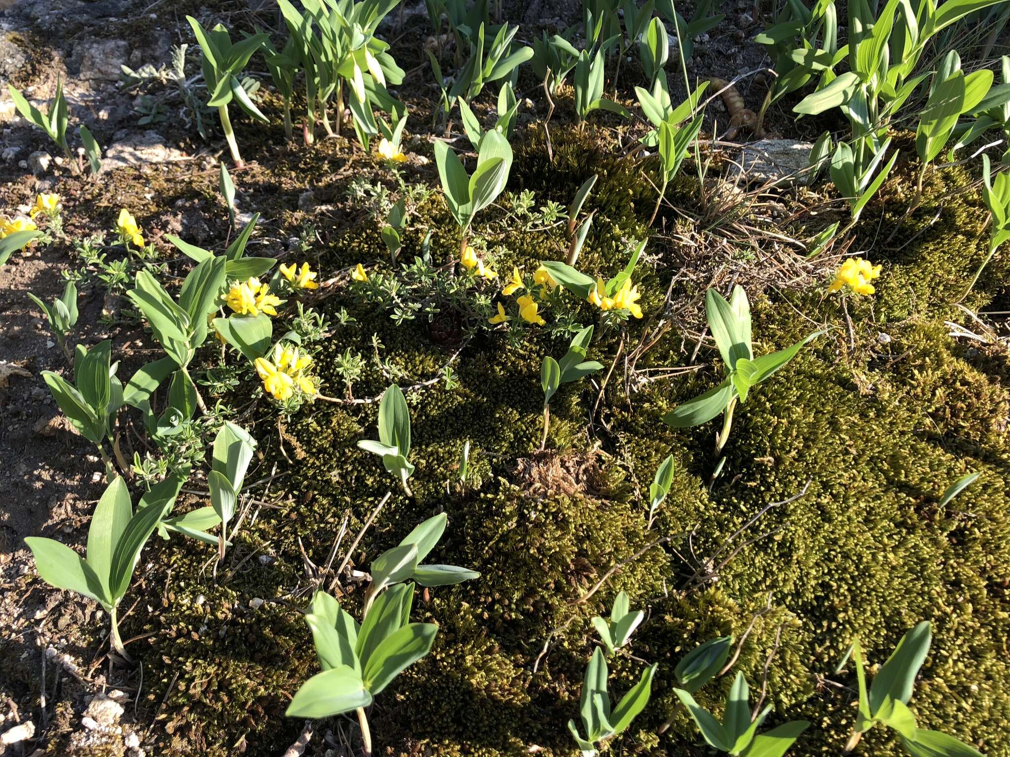 Image of hairy greenweed