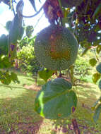 Image of sweet granadilla