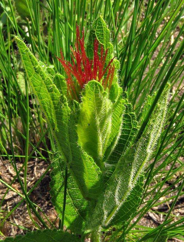 Image of Acalypha punctata var. punctata