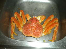Image of Southern king crab