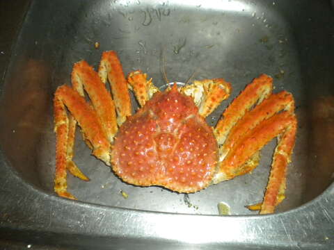 Image of Southern king crab