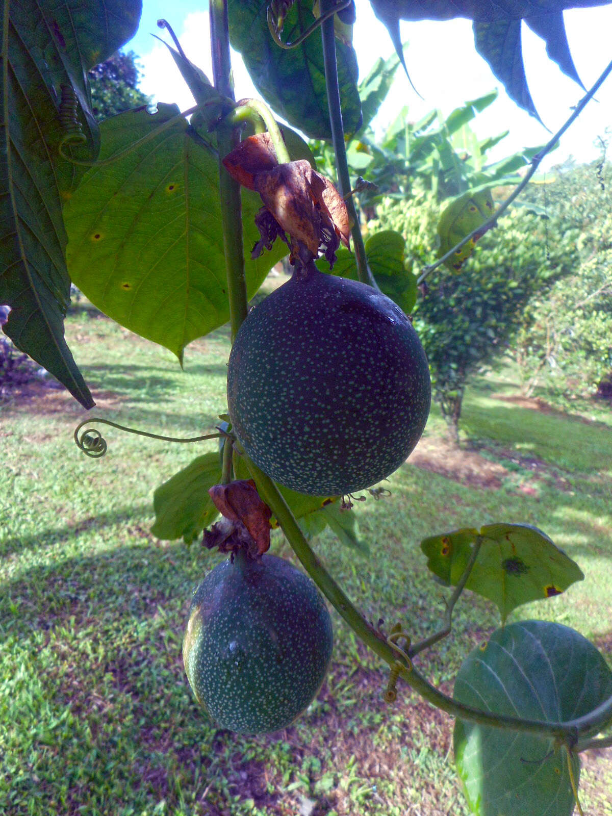 Image of sweet granadilla