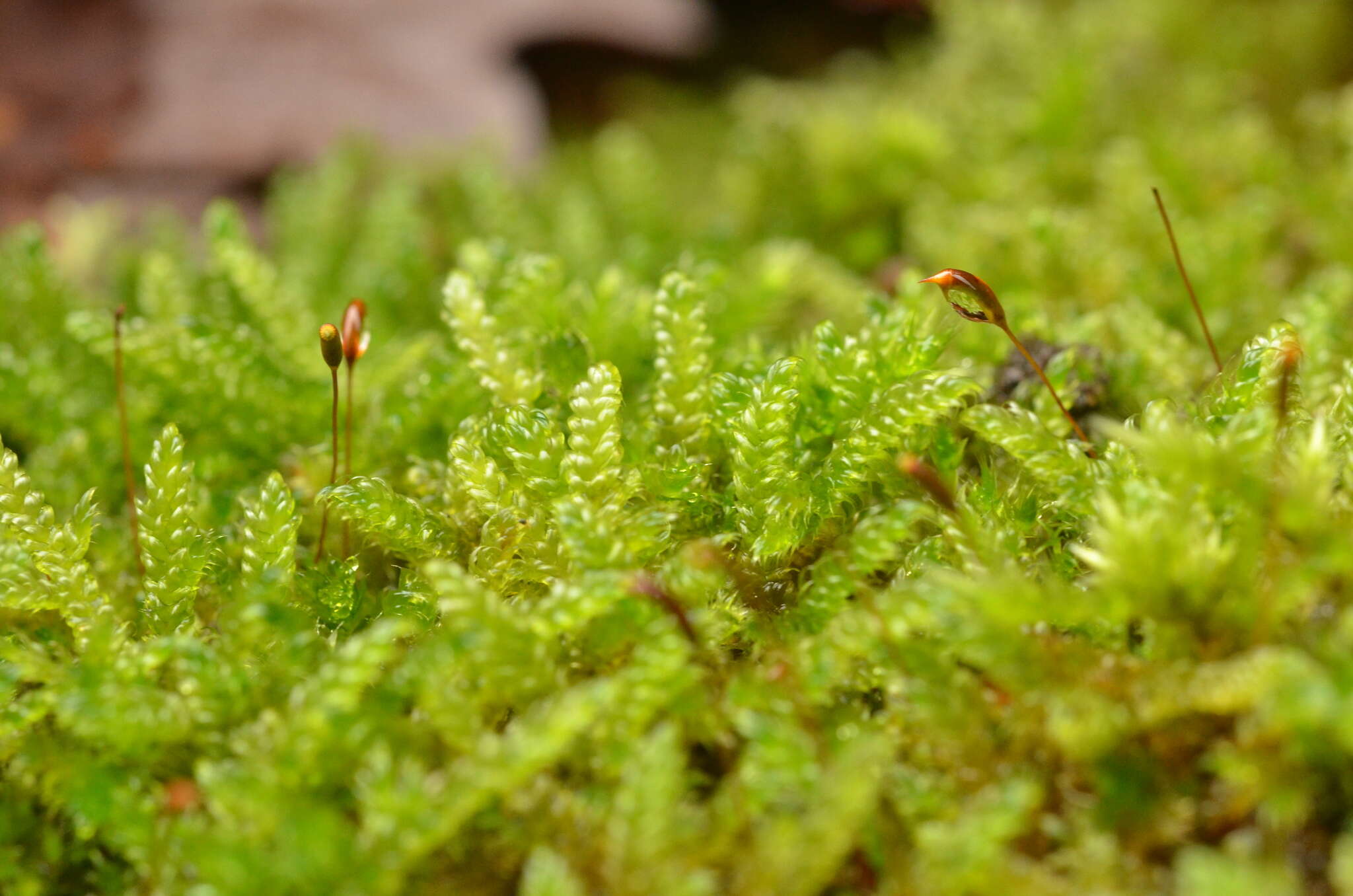 Image of Hypnum cupressiforme var. cupressiforme