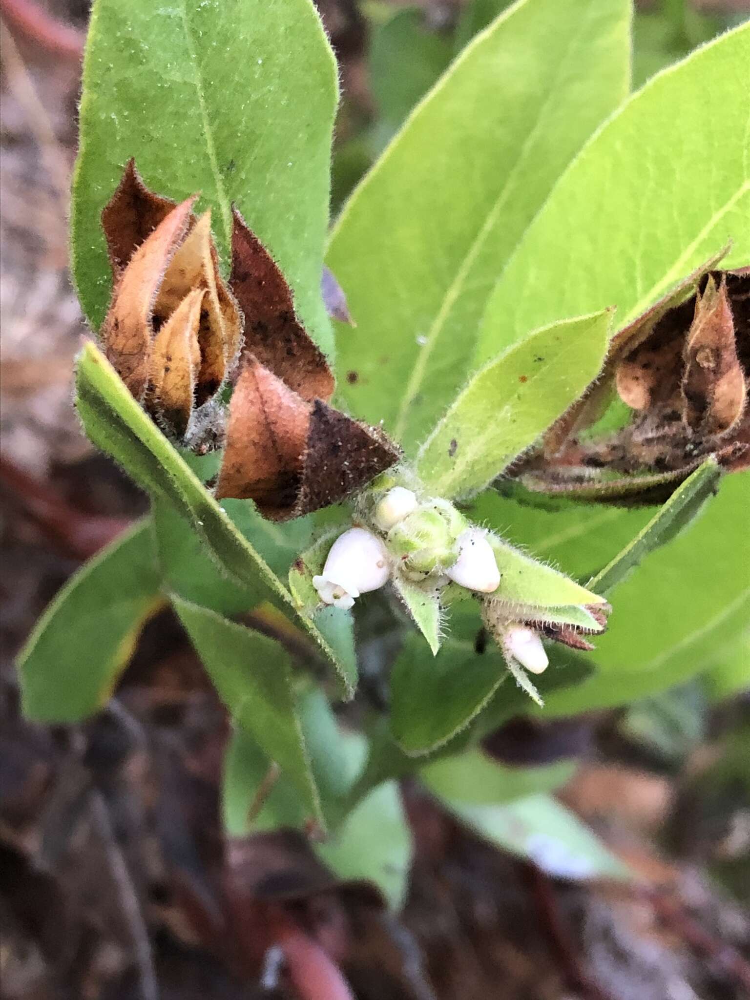 Sivun Arctostaphylos virgata Eastw. kuva