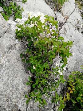 Image de Spiraea trilobata L.