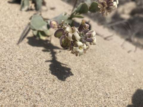 Image of beach shieldpod