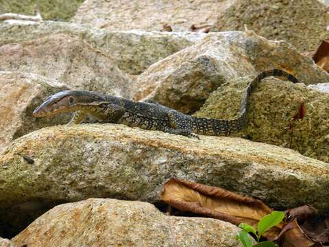 Image of Common Water Monitor