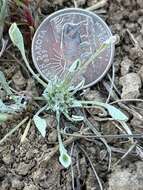 Image of dwarf dwarf-cudweed