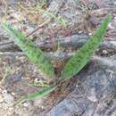 Image de Agave pubescens Regel & Ortgies