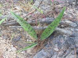 Слика од Agave pubescens Regel & Ortgies