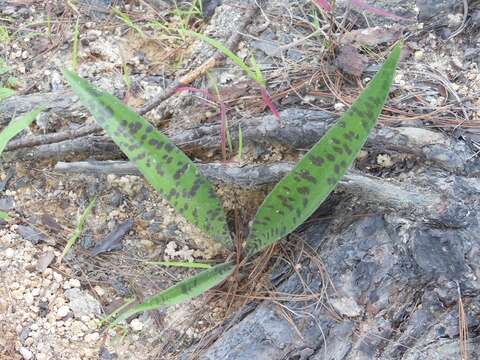 Image de Agave pubescens Regel & Ortgies