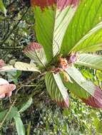 Image of Columnea medicinalis (Wiehler) L. E. Skog & L. P. Kvist