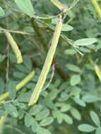 Image of Indigofera lupatana Baker fil.