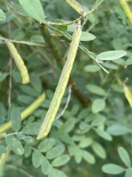 Imagem de Indigofera lupatana Baker fil.