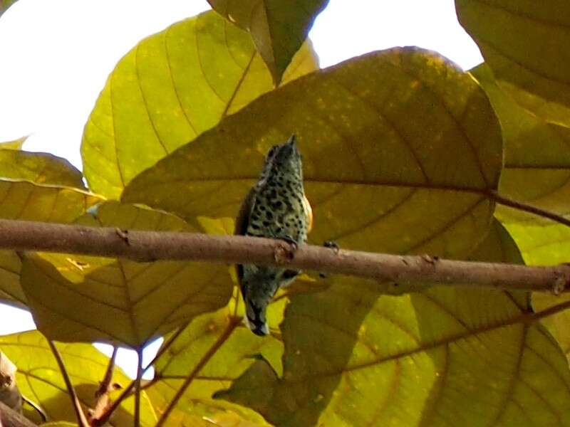 Image of Speckled Piculet