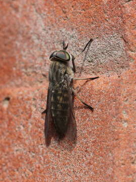 Image of Tabanus bromius Linnaeus 1758