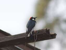 Image of Acorn Woodpecker