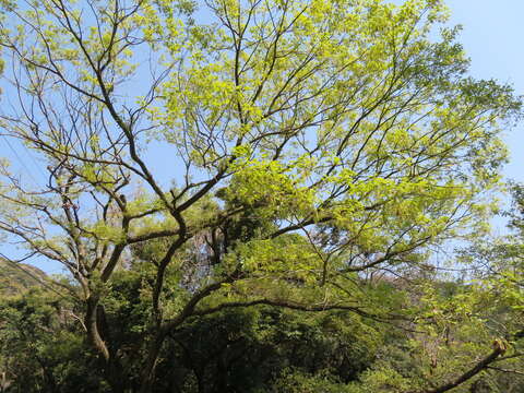 Imagem de Quercus serrata Murray