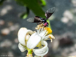 صورة Ocyptamus dimidiatus (Fabricius 1781)