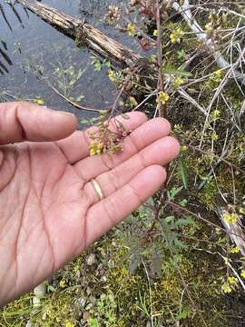 Image of Fernald's yellowcress