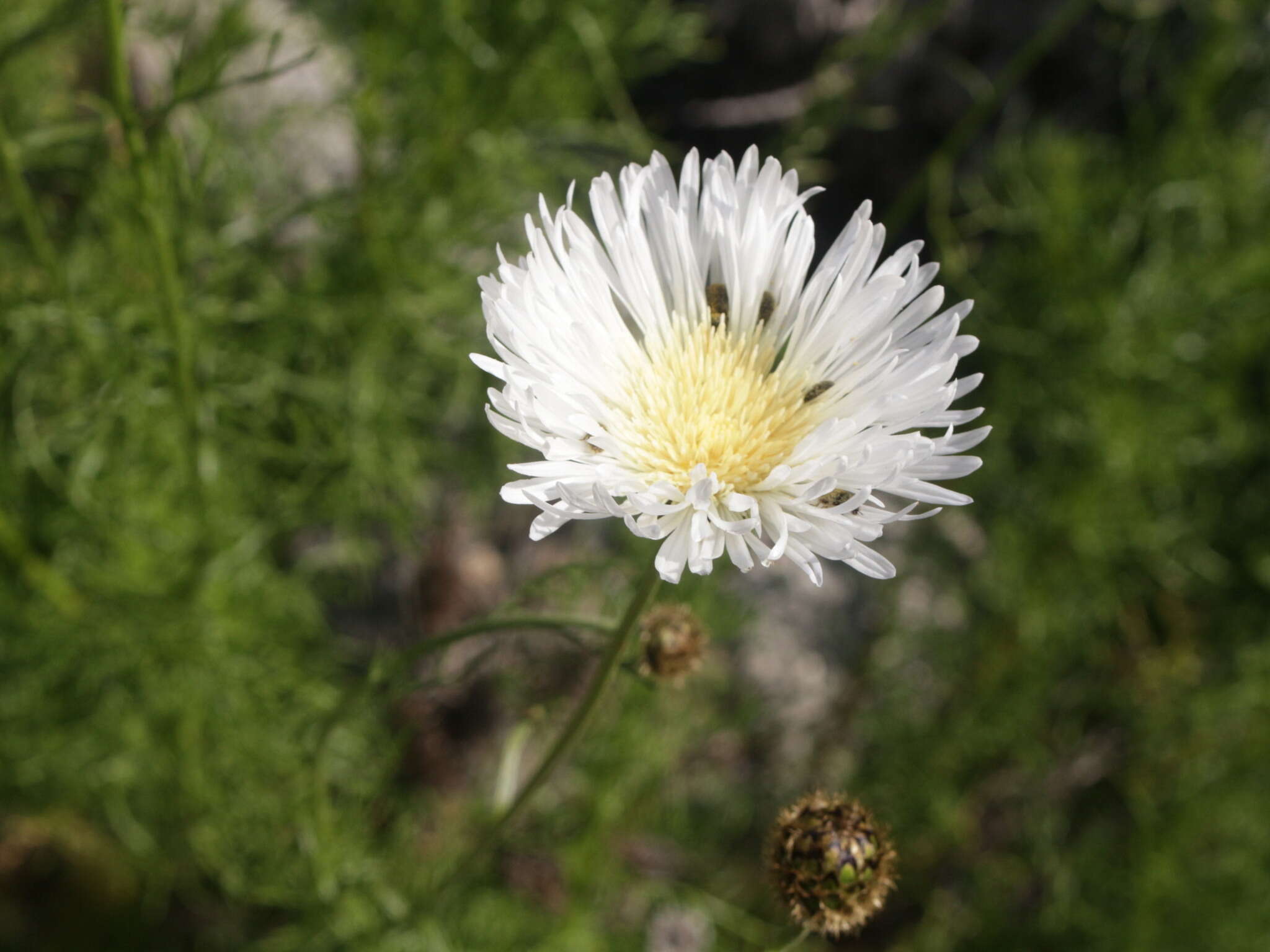 Imagem de Plectocephalus bridgesii