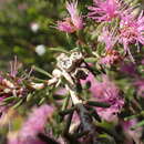 Image of Melaleuca papillosa Turcz. ex L. A. Craven