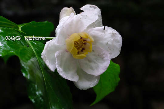 Image de Calycanthus chinensis Cheng & S. Y. Chang