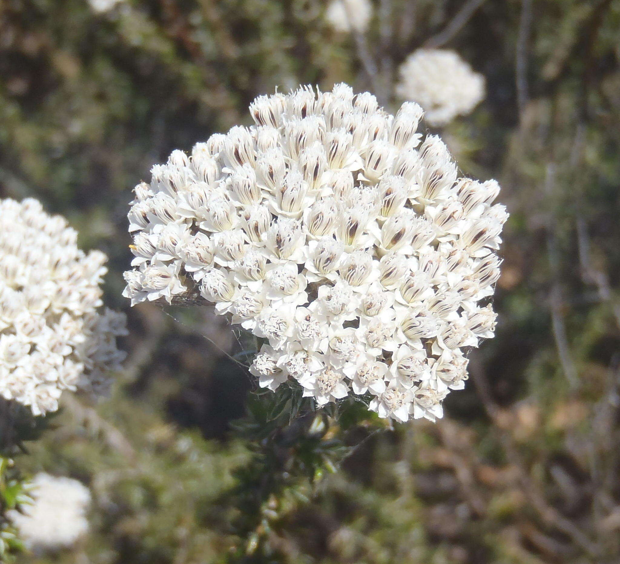 Image of Metalasia densa (Lam.) P. O. Karis