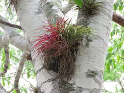 Imagem de Tillandsia brachycaulos Schltdl.