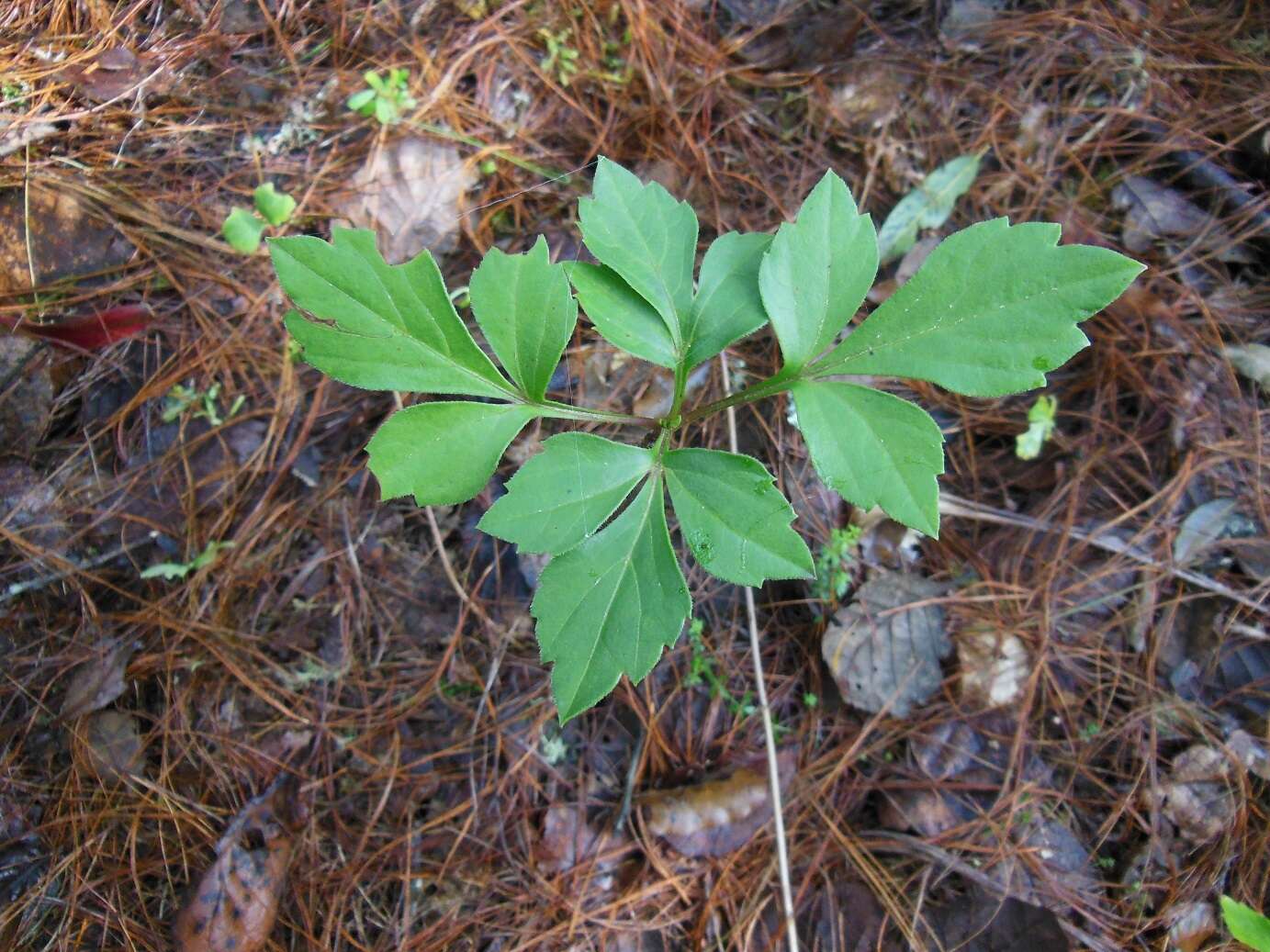 صورة Bidens ostruthioides (DC.) Sch. Bip.