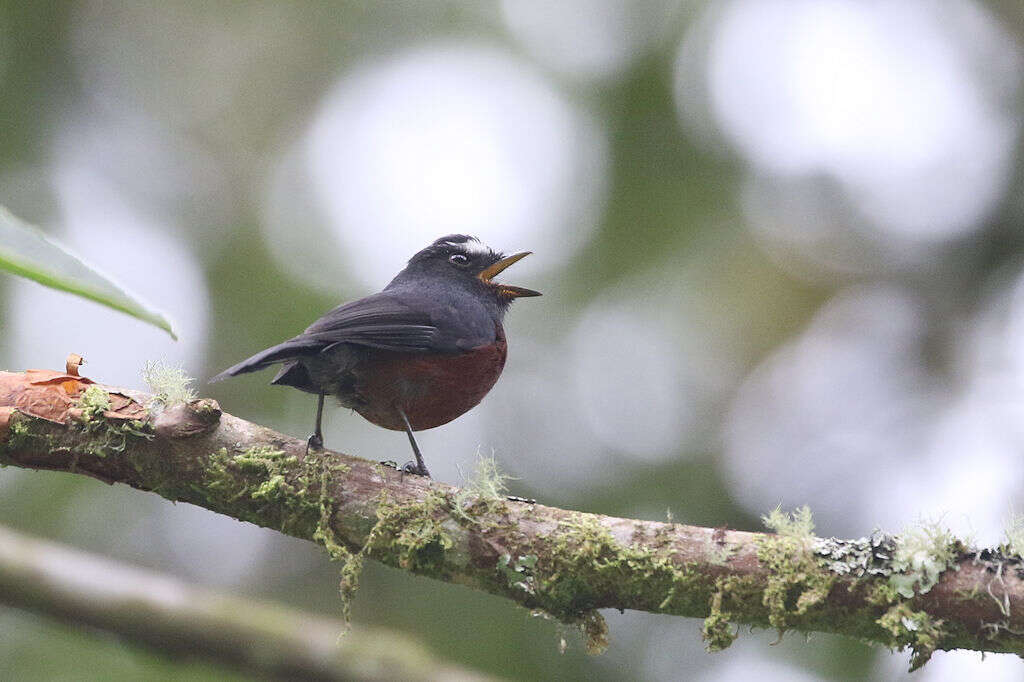 Image of Slaty-backed Chat-Tyrant