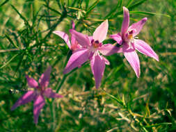 Image of Pink fairy orchid