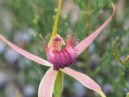 Image of Esperance king spider orchid