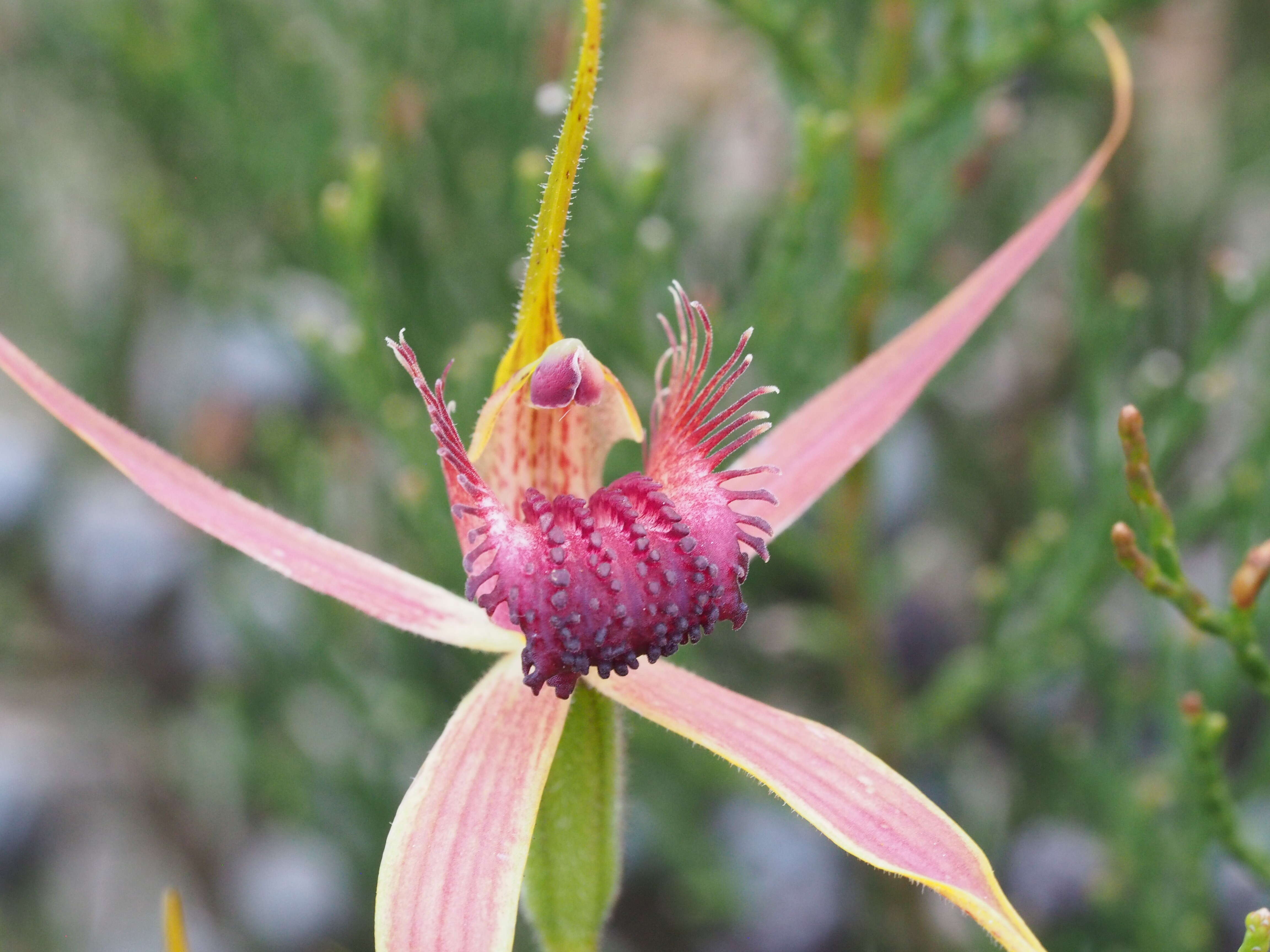 Image of Esperance king spider orchid