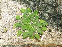 Image of Sea Stork's-bill