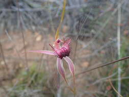 Image of Esperance king spider orchid