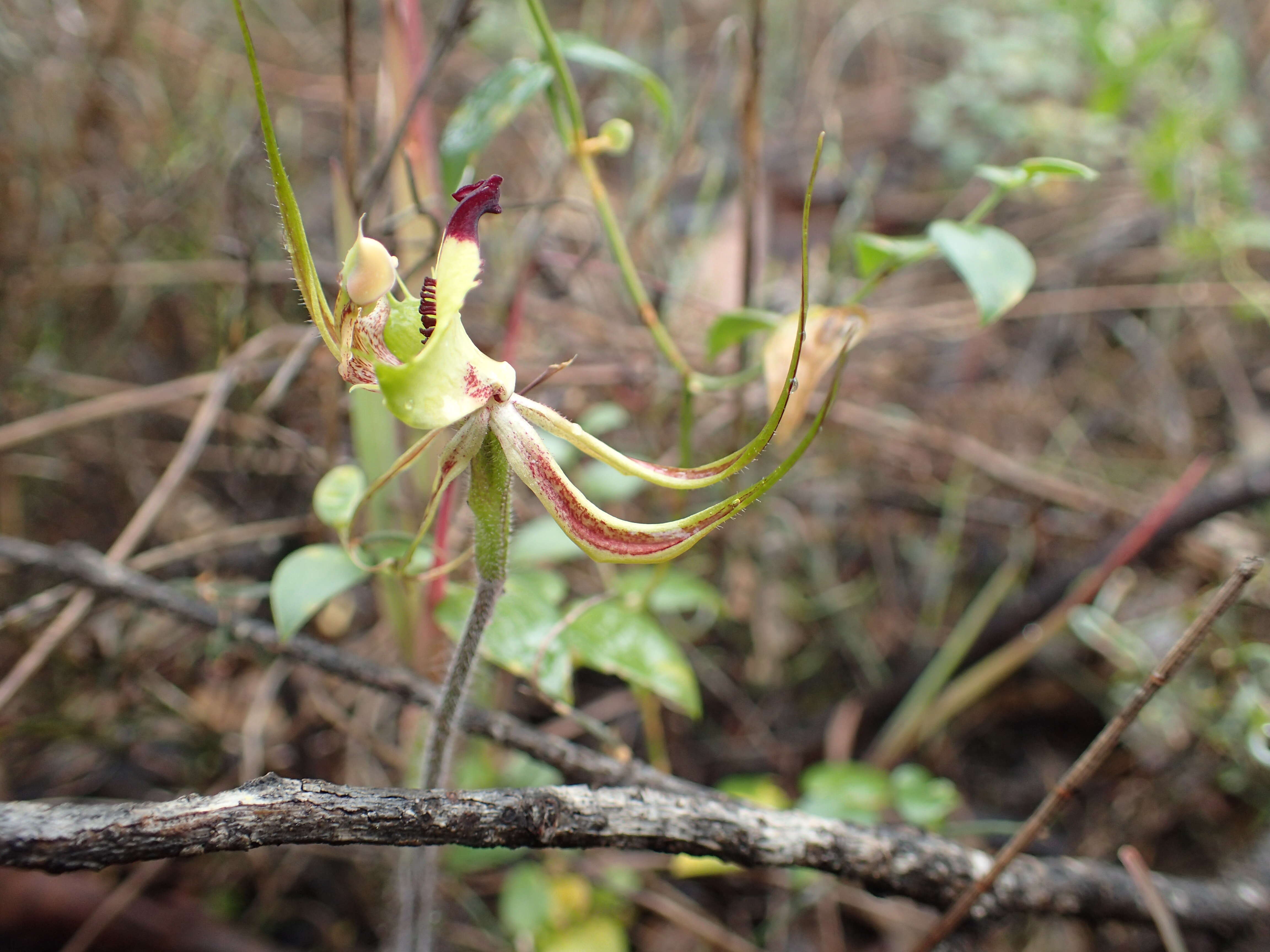 Image of Small mantis orchid
