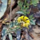 Image of Goodenia glauca F. Müll.