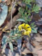 Image of Goodenia glauca F. Müll.