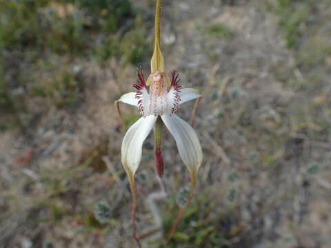 Image of Esperance white spider orchid