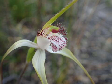 Image of Rigid white spider orchid