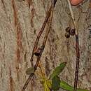 Image of Eucalyptus angophoroides R. T. Baker