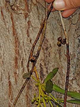 Image of Eucalyptus angophoroides R. T. Baker