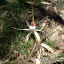 Image of Reclining spider orchid