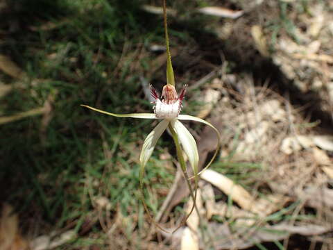 Image of Reclining spider orchid