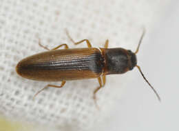 Image of Dalopius marginatus